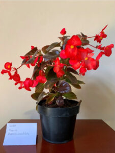 paquete-2-diseno-creativo-Begonia Aconitifolia-foto-3